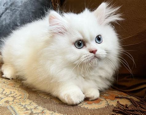 Persian cats are not a particularly active cat breed. . Persian kittens for sale gilbert az